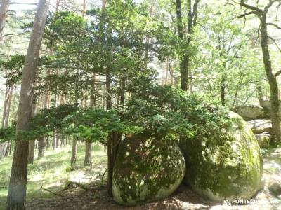 Mojonavalle - Sestil de Maillo: Bosques de Canencia;